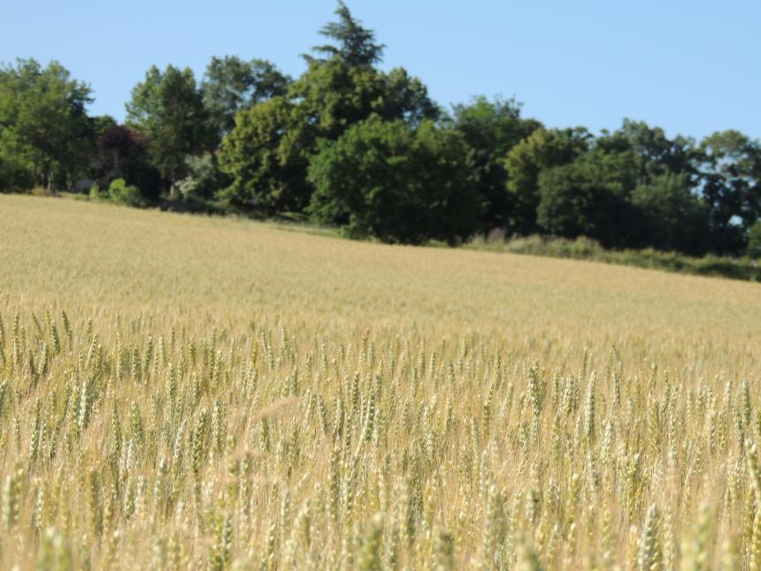 champ de blé peyregoux